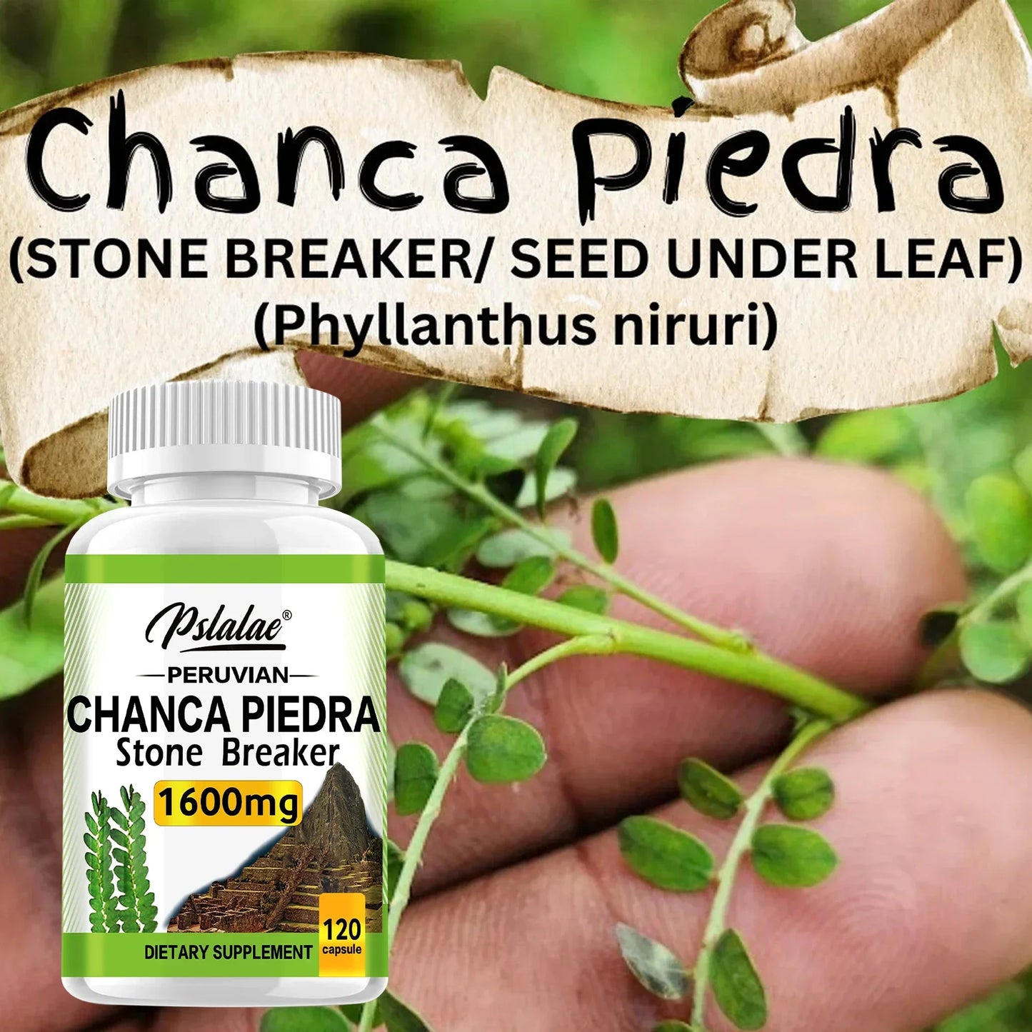 Chanca Piedra 1600mg - Supports Kidney Function, Promotes Detoxification, Cleansing and Repair, and Boosts Energy - 120 Capsules